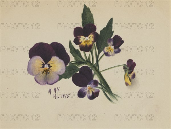 Untitled (Pansies), 1875.