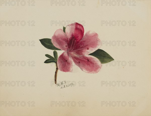 (Untitled--Flower Study), 1876.