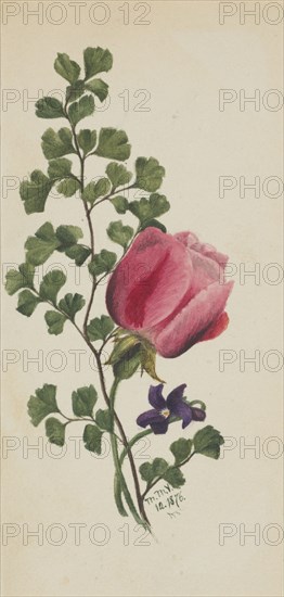 Pink Rose with Violet, 1876.
