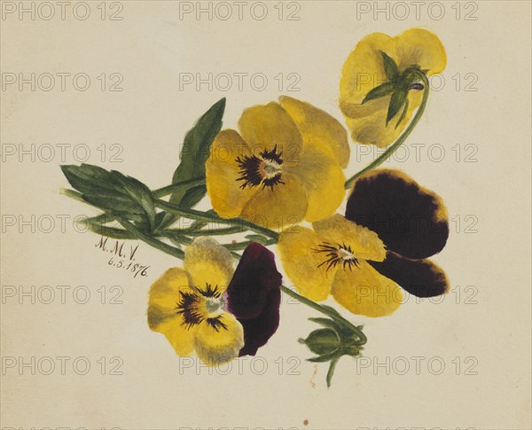 Untitled (Pansies), 1876.