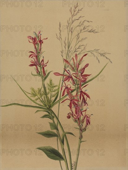 Cardinal Flower (Lobelia cardinalis), 1878.