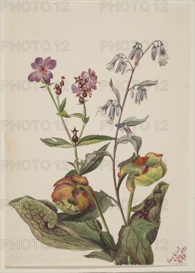 Meadow Beauty (Rhexia virginica), Rattlesnake Roat (Nabalus albus), Pitcherplant (Sarracenia purpurea), 1880.