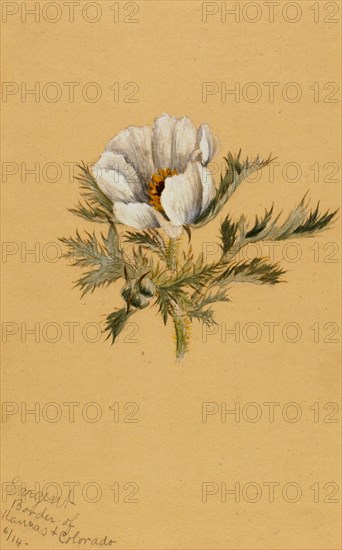 (Untitled) (Flower Study), 1883.