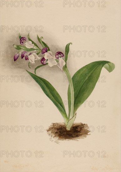 Showy Orchids (Orchis spectabilis), 1885.