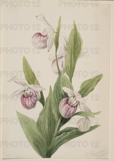 Queen's Slipper (Cypripedium reginae), 1897.