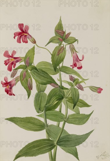 Lewis Monkey Flower (Mimulus lewisii), 1899.