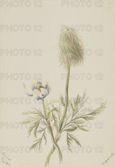 Pulsatilla occidentalis, 1899.