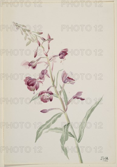 Fireweed (Epilobium angustifolium), 1902.