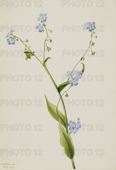 Bur-forget-me-not (Lappula diffusa), 1903.