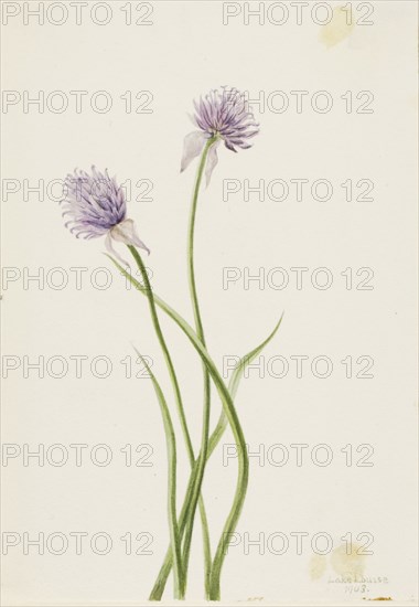 Siberian Onion (Allium sibericum), 1903.