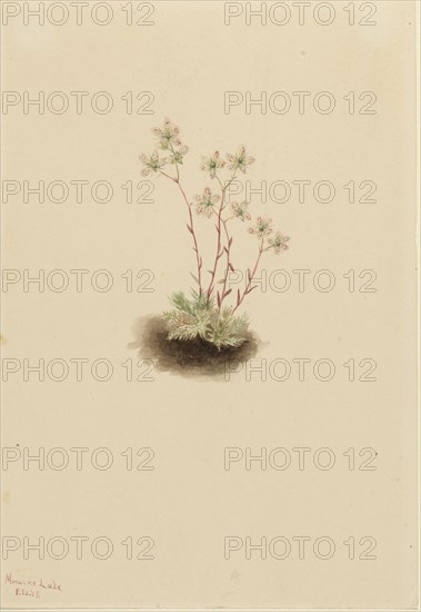 Spotted Saxifrage (Saxifraga bronchialis), 1903.