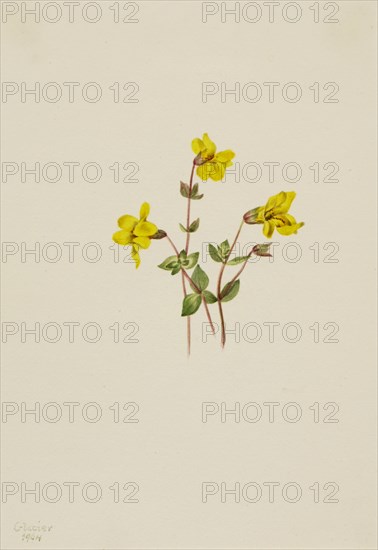 Alpine Monkey Flower (Mimulus caespitosus), 1904.