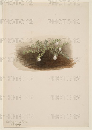 Chiogenes hispidula, 1904.