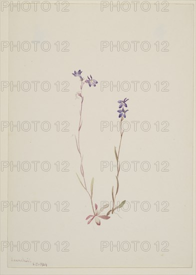 Lobelia Kalmii, 1904.