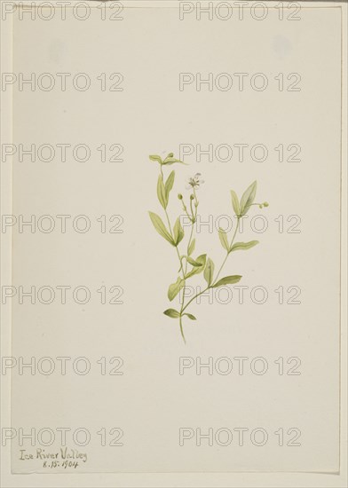 Moehringia laberiflora, 1904.