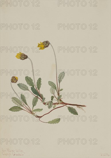 Yellow Dryad (Dryas drummondii), 1904.