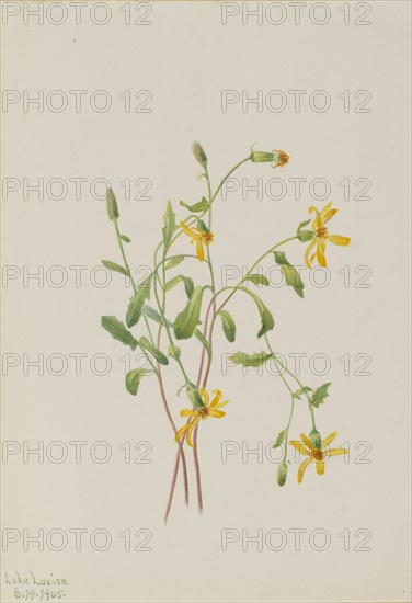 Alpine Ragwort (Senecio species), 1905.