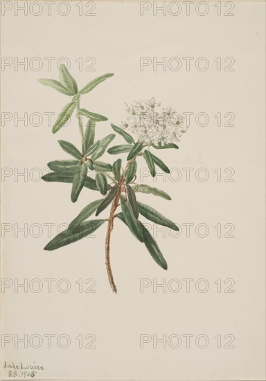 Labrador Tea (Ledum groenlandicum), 1905.