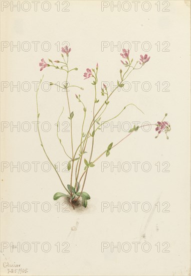 Naiad Spring Beauty (Claytonia parvifolia), 1905.