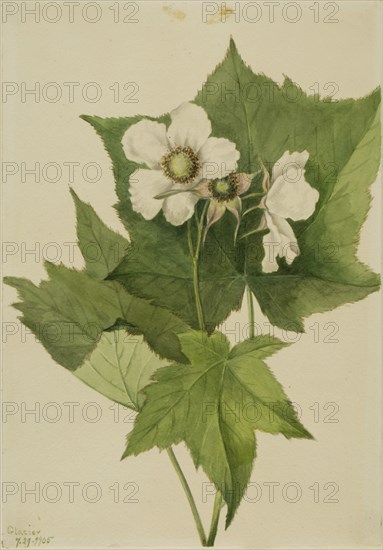White Flowering Raspberry (Rubus parviflorus), 1905.