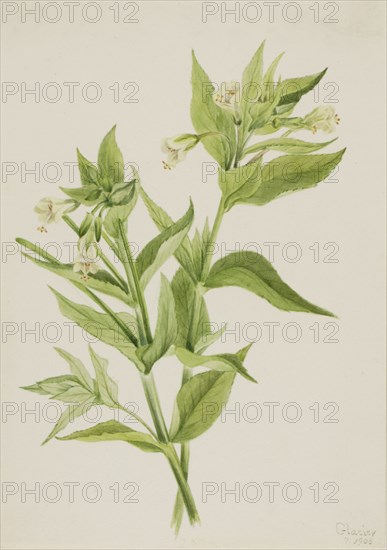 Yellow Willow-Weed (Epilobium lutem), 1906.