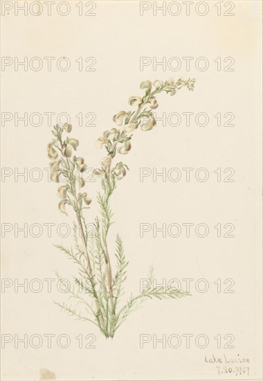 Alpine Fernlife (Pedicularis contorta), 1907.