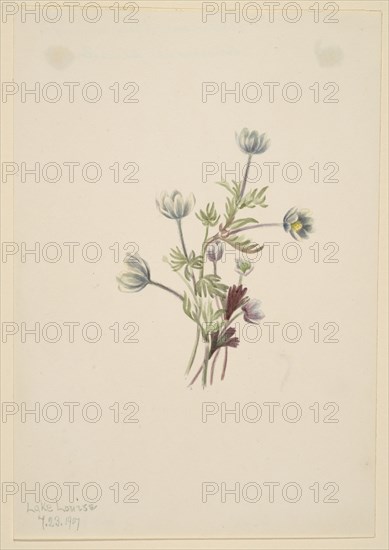 Anemone (Anemone drummondii), 1907.