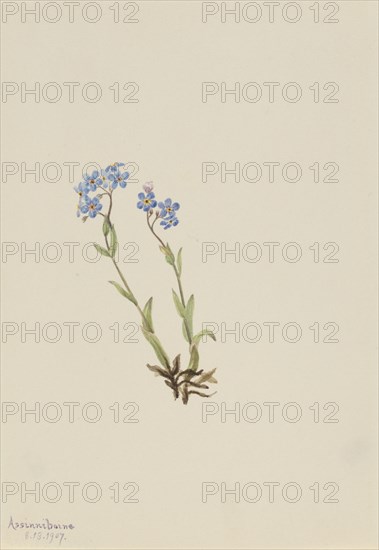 Forget-Me-Not (Myosotis alpestris), 1907.