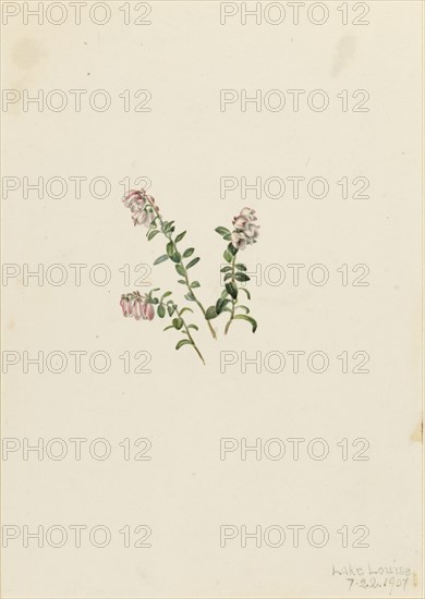 Mountain Cranberry (Vaccinium vitisidaea minus), 1907.