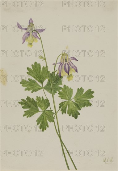 Shortspur Columbine (Aquilegia brevistyla), 1907.