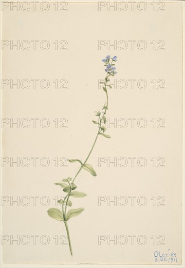 Veronica serpyllifolia, 1911.