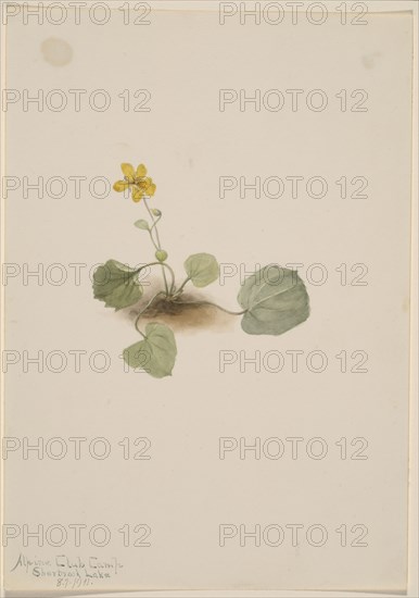 Viola orbiculata, 1911.