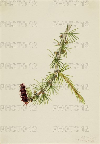 Lyall Larch (Larix lyallii), 1913.