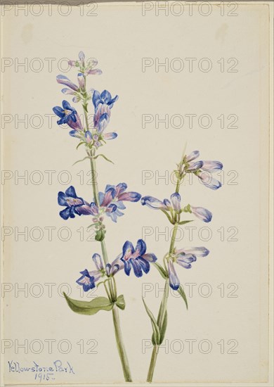 Blue Beard-Tongue (Pentstemon), 1915.