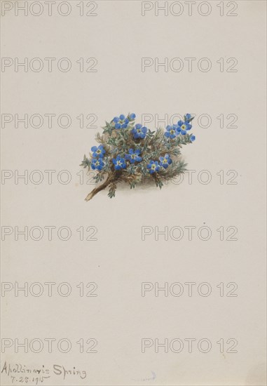 Moss Forget-me-not (Eritichum elongatum), 1915.