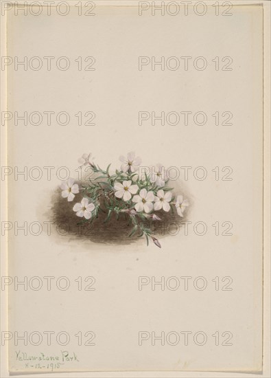 Phlox, 1915.