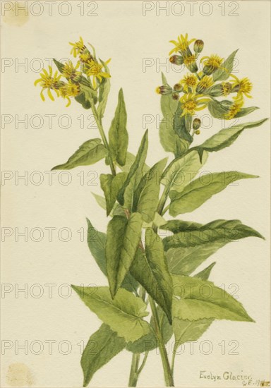 Arrowleaf Groundsel (Senecia triangularis), 1916.