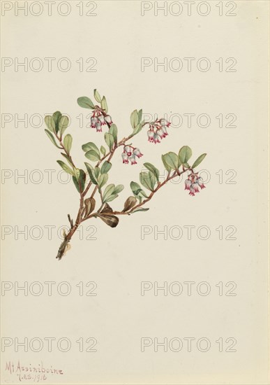 Bearberry (Arctostaphylos uva-ursi), 1916.