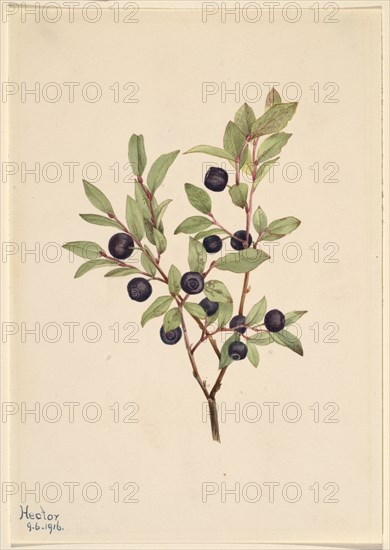 Big Whortleberry (Vaccinium membranaceum), 1916.