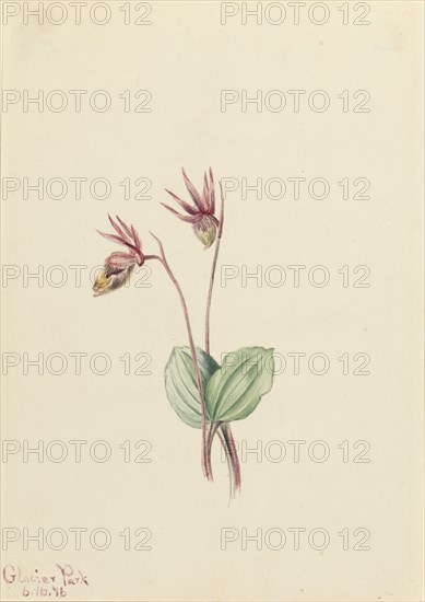 Calypso (Cytherea bulbosa), 1916.