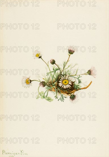 Cut-Leaf Fleabane (Erigeron compositus), 1916.