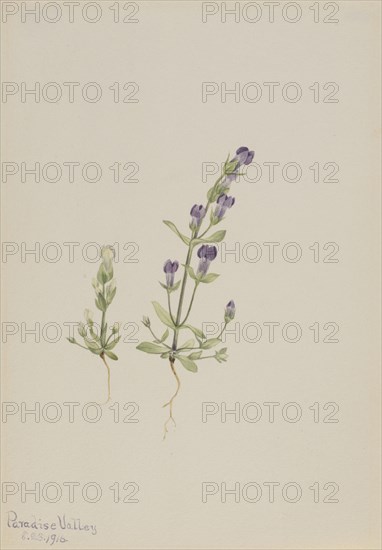 Gentiana propingua, 1916.