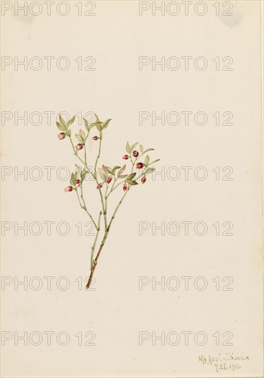 Grouse Whortleberry (Vaccinum scoparium), 1916.