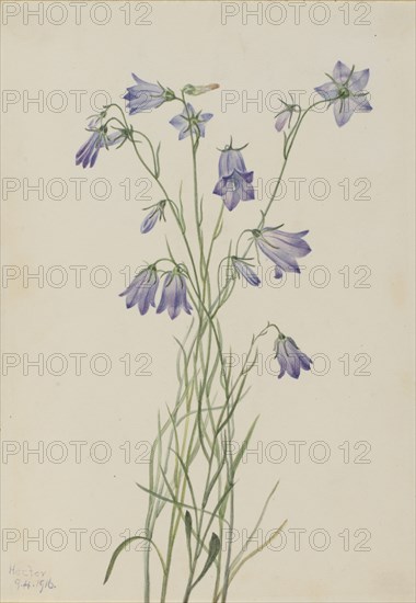 Harebell (Campanula rotundifolia), 1916.