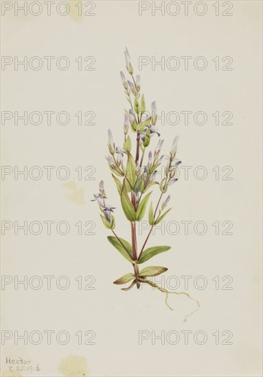 Ladder Gentian (Gentiana acuta), 1916.