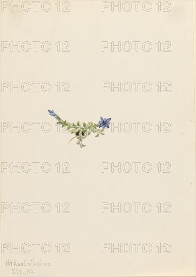 Moss Gentian (Gentiana prostrata), 1916.