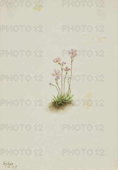 Alberta Primrose (Primula maccalliana), 1917.