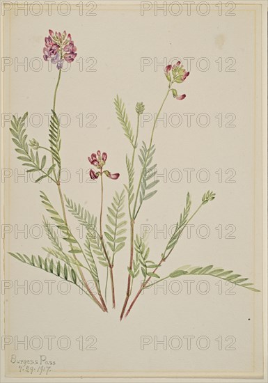 Alpine Vetch (Astragalus bourgovii), 1917.