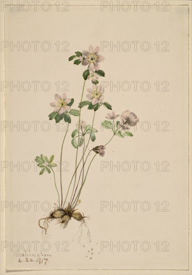 Anemonella (Syndesmon thalictroides), 1917.