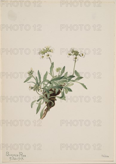 Arabis drummondii, 1917.